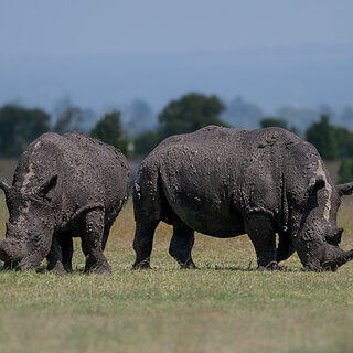 Ol Pejeta - Southern white rhinos